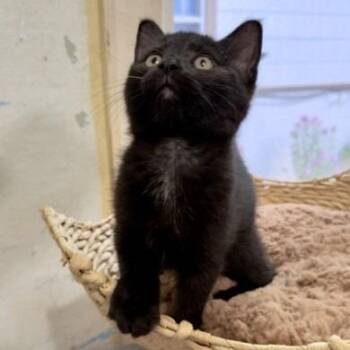 Edith C12311 -  Domestic Short Hair Cat for Adoption - Edith C12311 | PetCurious