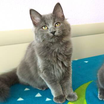 Posey -  Domestic Long Hair Cat for Adoption in Marshfield, Wisconsin - Posey | PetCurious