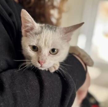 Rescue Domestic Short Hair Cats for Adoption in Fort Worth, Texas - Evie (pre Adopt) | PetCurious