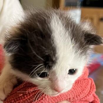 Boheme -  Domestic Short Hair Cat for Adoption in Santa Fe, New Mexico - Boheme | PetCurious