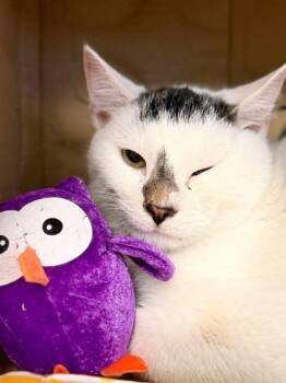 Rescue Domestic Short Hair Cats for Adoption in West Chester, Pennsylvania - Dial | PetCurious