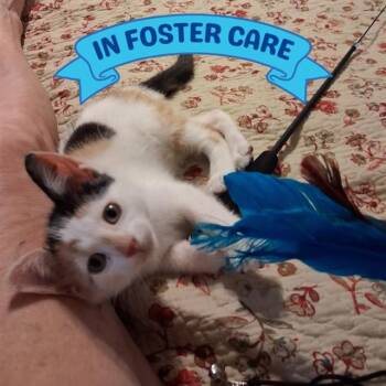 Domestic Short Hair Cats Available for Adoption in Tallahassee, Florida - BISCOTTI | PetCurious