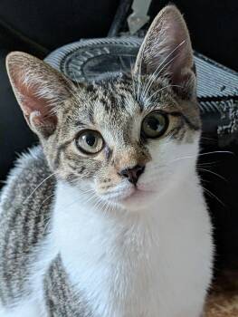 Tiny Tina -  Domestic Short Hair Cat for Adoption in Broomall, Pennsylvania - Tiny Tina | PetCurious