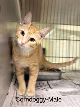 Corndoggy -  Tabby Cat for Adoption in Nacogdoches, Texas - Corndoggy | PetCurious