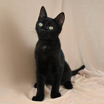 Benkie -  Domestic Short Hair Cat for Adoption in Mobile, Alabama - Benkie | PetCurious