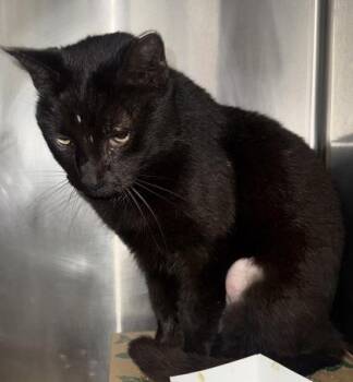 Domestic Short Hair Cats Available for Adoption - Margo | PetCurious