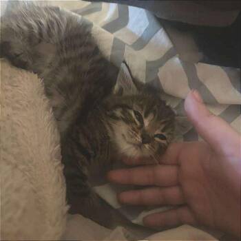Ellie -  Domestic Short Hair Cat Available for Adoption in Winchester, Virginia - Ellie | PetCurious