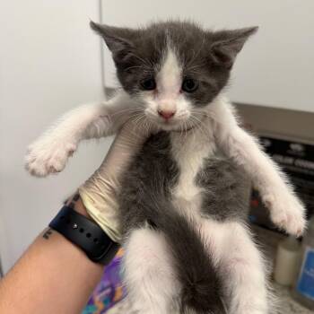 Seed (26-2C-1) -  Domestic Short Hair Cat for Adoption in Rifle, Colorado - Seed (26-2C-1) | PetCurious