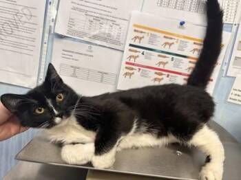 Domestic Short Hair Cats Available for Adoption in Roseville, California - Pineapple | PetCurious
