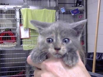 A185766 -  Domestic Short Hair Cat for Adoption in Pasadena, Texas - A185766 | PetCurious