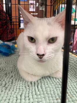 Olivia -  Domestic Short Hair Cat for Adoption in Yardley, Pennsylvania - Olivia | PetCurious