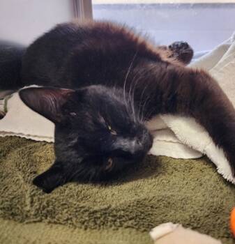 Rescue Domestic Short Hair Cats for Adoption in Madison, Wisconsin - Car Alarm | PetCurious
