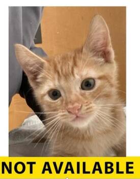 Cowboy -  Domestic Short Hair Cat for Adoption in Eugene, Oregon - Cowboy | PetCurious