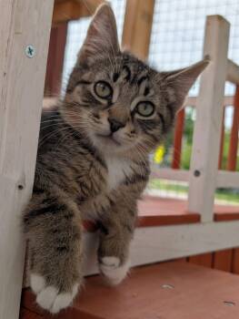 Tweedle-dee -  Domestic Medium Hair Cat for Adoption in Brockport, New York - Tweedle-dee | PetCurious