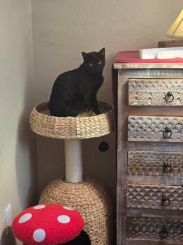 Venus - Solar System Litter -  Bombay Cat for Adoption in Anthem, Arizona - Venus - Solar System Litter | PetCurious