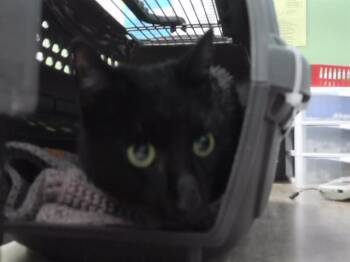 Domestic Short Hair Cats Available for Adoption - ASHER NOVA | PetCurious