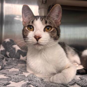 Domestic Short Hair Cats Available for Adoption in Belleville, Illinois - Starling - Petsmart Belleville | PetCurious