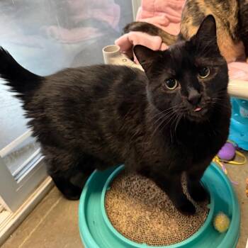 Domestic Short Hair Cats Available for Adoption in Mankato, Minnesota - Thunder Storm | PetCurious