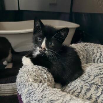26-190 Jolly Roger -  Domestic Short Hair Cat for Adoption in North Branford, Connecticut - 26-190 Jolly Roger | PetCurious