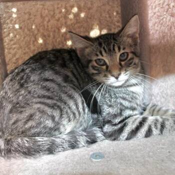 Domestic Short Hair Cats Available for Adoption in Birmingham, Alabama - Timmy | PetCurious
