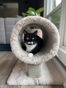 Tuxedo and Domestic Short Hair Cats Available for Adoption in Hillsboro, Oregon - DUTCHESS #1864 - Offered By Owner - Friendly Tux | PetCurious