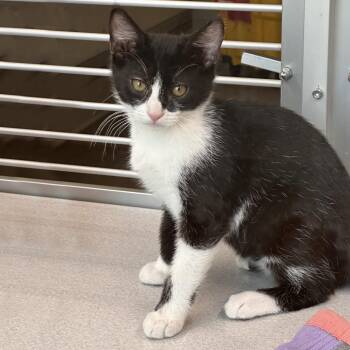 Zucchini -  Domestic Medium Hair Cat for Adoption in Hailey, Idaho - Zucchini | PetCurious