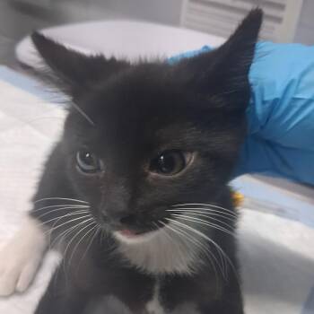 Violet -  Domestic Short Hair Cat for Adoption in Summerville, South Carolina - Violet | PetCurious