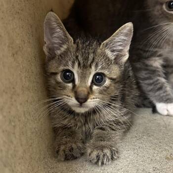 Shoop -  Domestic Short Hair Cat for Adoption in Philadelphia, Pennsylvania - Shoop | PetCurious