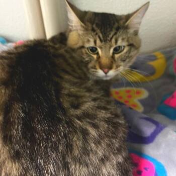 Domestic Medium Hair Cats Available for Adoption in Keizer, Oregon - Johnny Cash | PetCurious