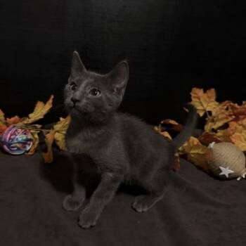 Lewis -  Domestic Short Hair Cat for Adoption in Fayetteville, Georgia - Lewis | PetCurious