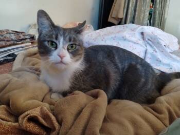 Rescue Domestic Short Hair and Tabby Cats for Adoption in Gaithersburg, Maryland - Chloe | PetCurious