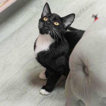 Madden -  Domestic Short Hair Cat for Adoption in St. Augustine, Florida - Madden | PetCurious