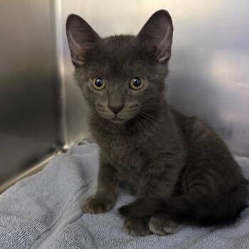 Domestic Short Hair Cats Available for Adoption in Council Bluffs, Iowa - Dorian | PetCurious