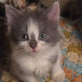 Poppy -  Domestic Short Hair Cat for Adoption - Poppy | PetCurious