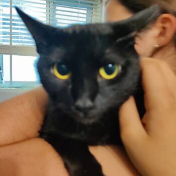 Rescue Domestic Short Hair Cats for Adoption in Brea, California - Truffle | PetCurious