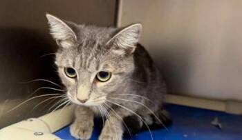 Bugsby -  Domestic Short Hair Cat for Adoption in Sullivan, Indiana - Bugsby | PetCurious