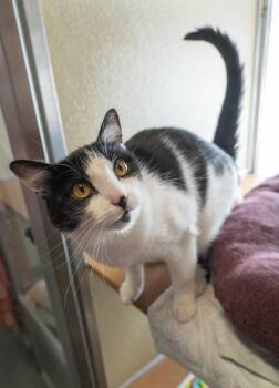 Domestic Short Hair Cats Available for Adoption in Encinitas, California - Tini | PetCurious
