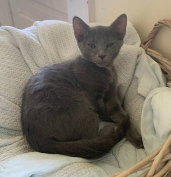 Rescue Domestic Short Hair Cats for Adoption in Greenville, Illinois - Smitten | PetCurious