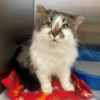 Domestic Medium Hair Cats Available for Adoption in Rochester, Minnesota - Flurrious George | PetCurious