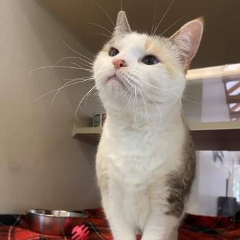 Gabby -  Domestic Short Hair and Mixed Breed Cat for Adoption in Gloucester, Virginia - Gabby | PetCurious