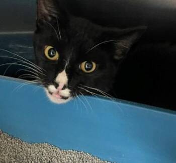 Slick -  Domestic Short Hair Cat Available for Adoption in Jackson, Louisiana - Slick | PetCurious