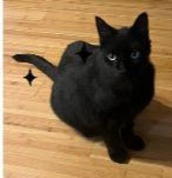 Starbright OR14136-T -  Domestic Short Hair Cat for Adoption in Missouri City, Texas - Starbright OR14136-T | PetCurious