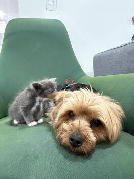 Domestic Medium Hair Cats Available for Adoption in San Jose, California - Fluffy Baby Bonded W/ Atlas | PetCurious