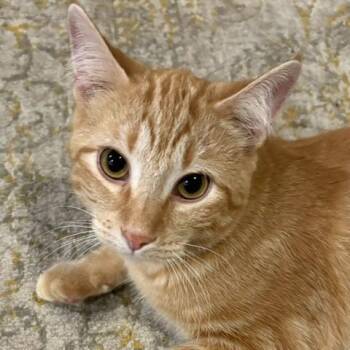 Domestic Short Hair Cats Available for Adoption in Stockholm, Wisconsin - Hobbes | PetCurious