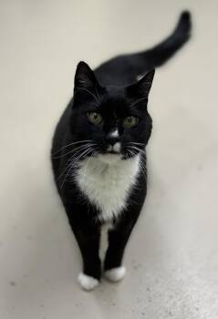 Domestic Short Hair Cats Available for Adoption - Simon | PetCurious