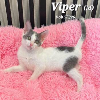 Viper -  Domestic Short Hair Cat for Adoption in Clayton, California - Viper | PetCurious
