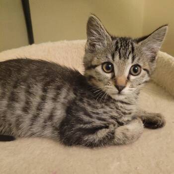 Evangeline -  Domestic Short Hair and Tabby Cat for Adoption in Antioch, California - Evangeline | PetCurious