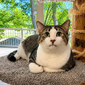 Granite -  Domestic Short Hair Cat for Adoption in Stoughton, Wisconsin - Granite | PetCurious