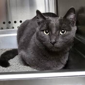 Rescue Domestic Short Hair Cats for Adoption in Denver, Colorado - Mini | PetCurious