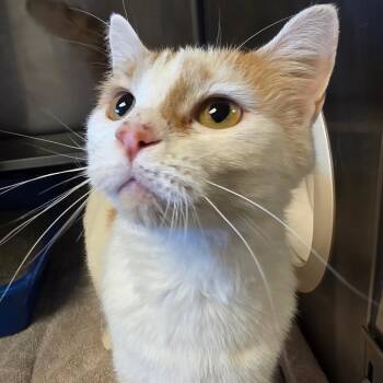 Domestic Short Hair Cats Available for Adoption in Bristol, Indiana - Jada: Visit Me At Elkhart PetSmart! | PetCurious